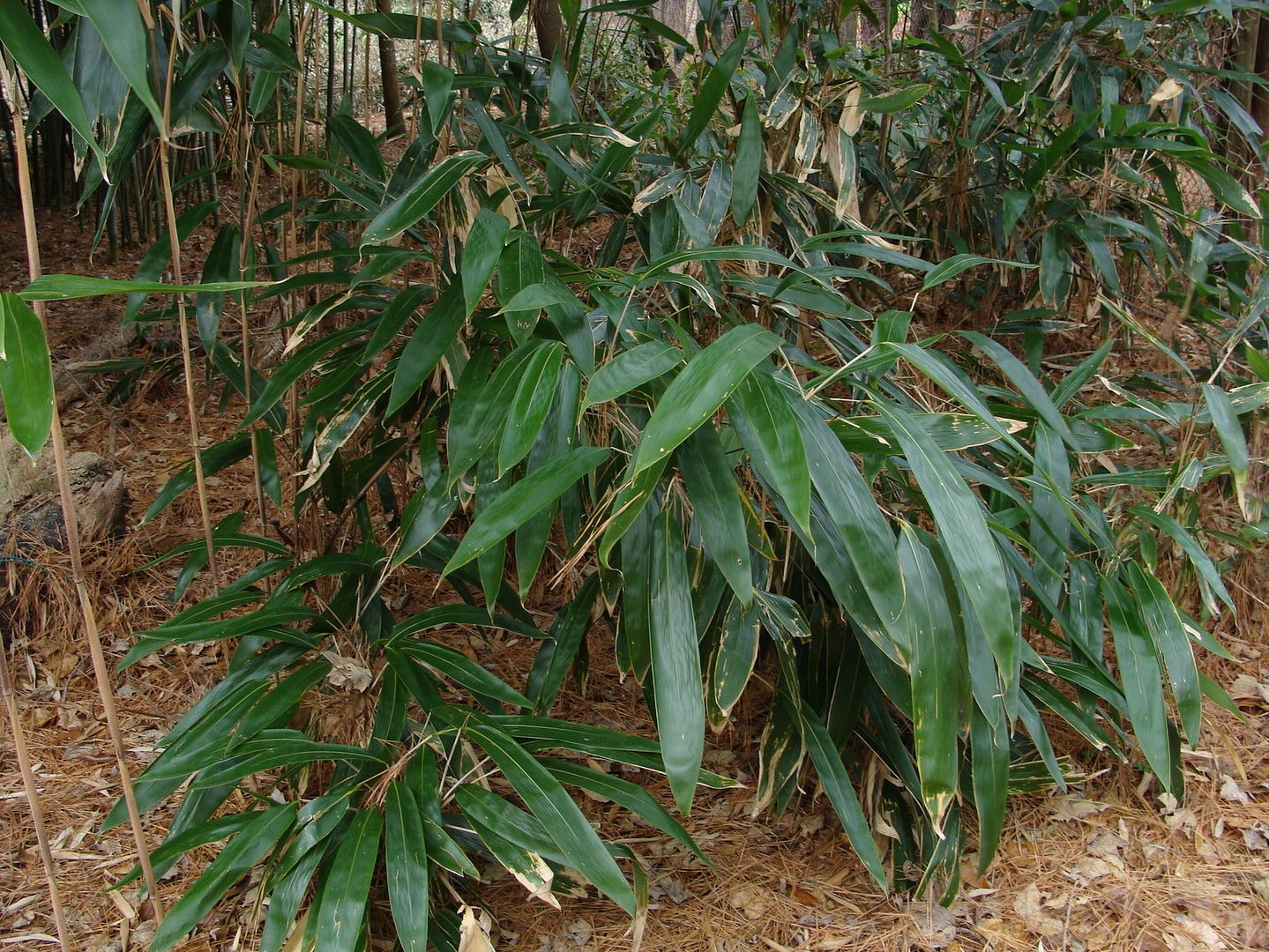 Visit to Dave Andrew's bamboo gardens lots of pictures bambooweb.info